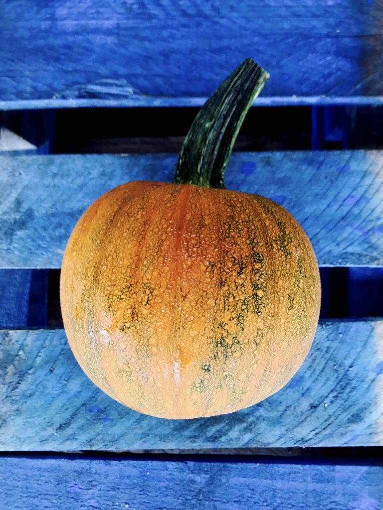 Pumpkins, Sugar Specialty Foods Boston